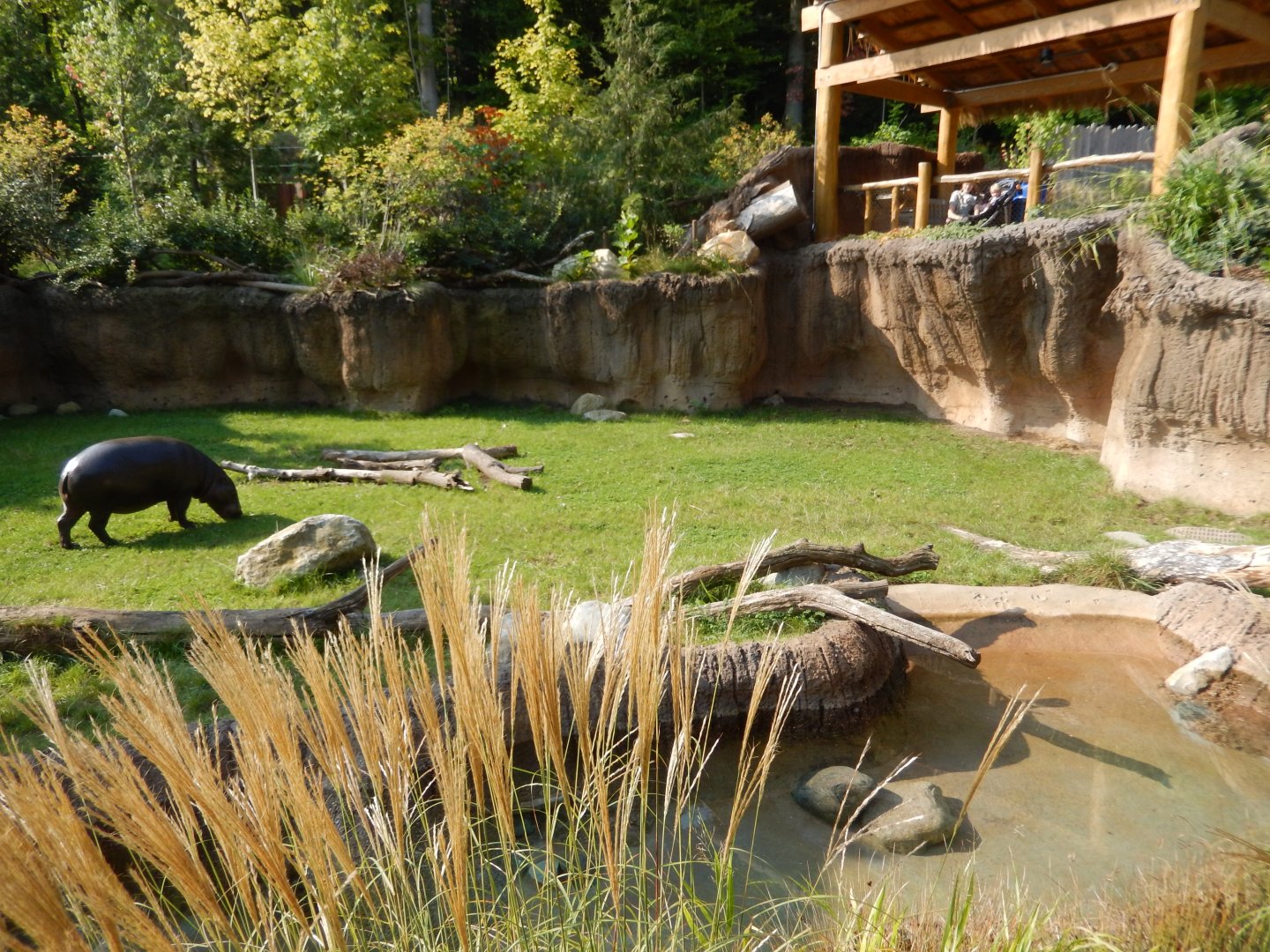 9/13/2024 - Pygmy Hippo Habitat (Right Half)