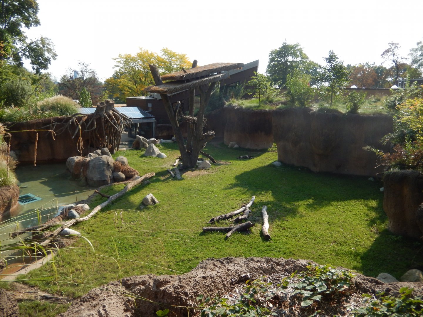 9/13/2024 - Pygmy Hippo Habitat