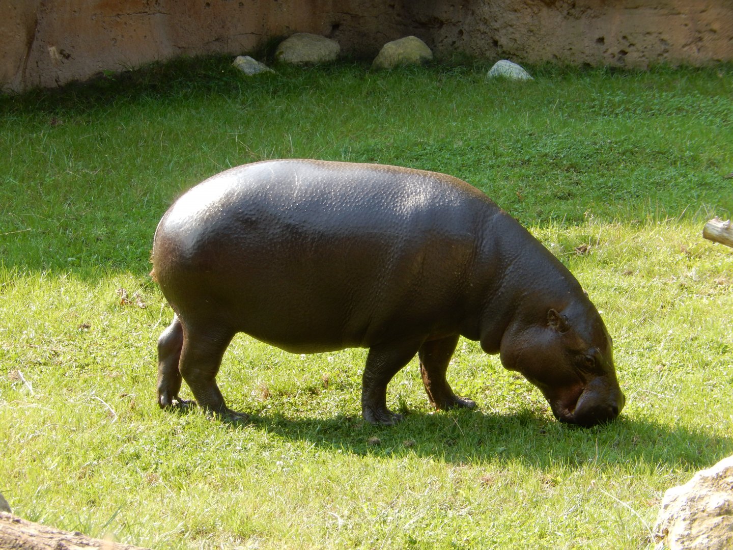9/13/2024 - Pygmy Hippo