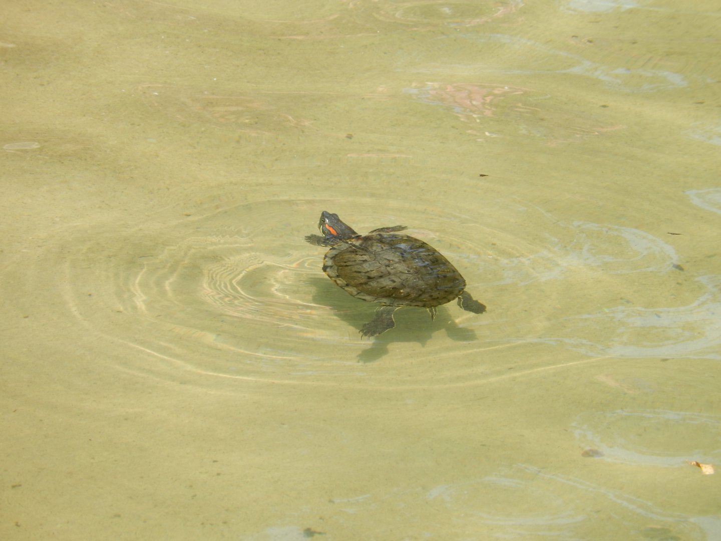 9/13/2024 - Red-Eared Slider