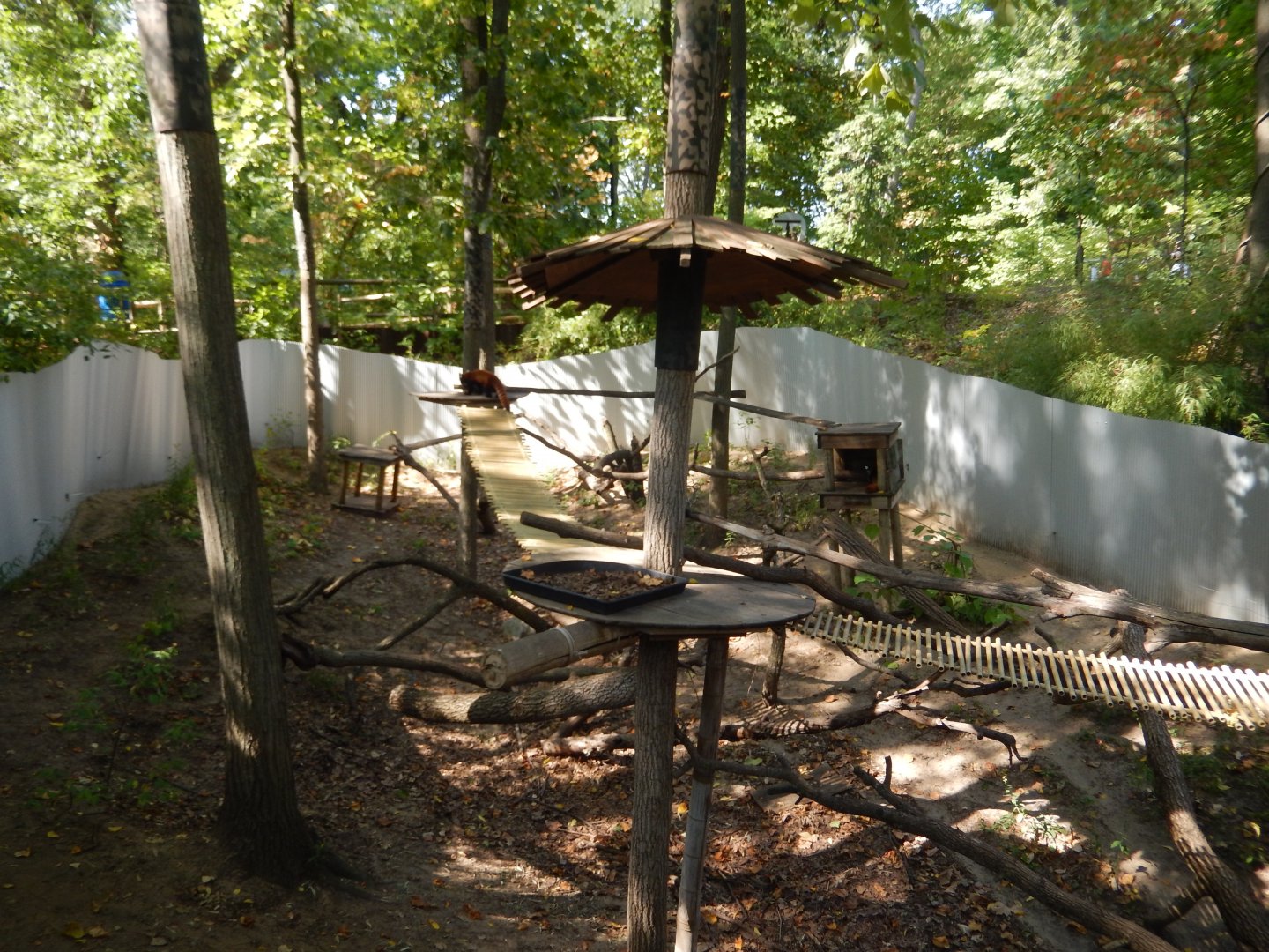 9/13/2024 - Red Panda Habitat