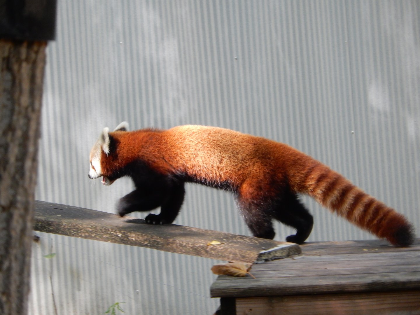 9/13/2024 - Red Panda