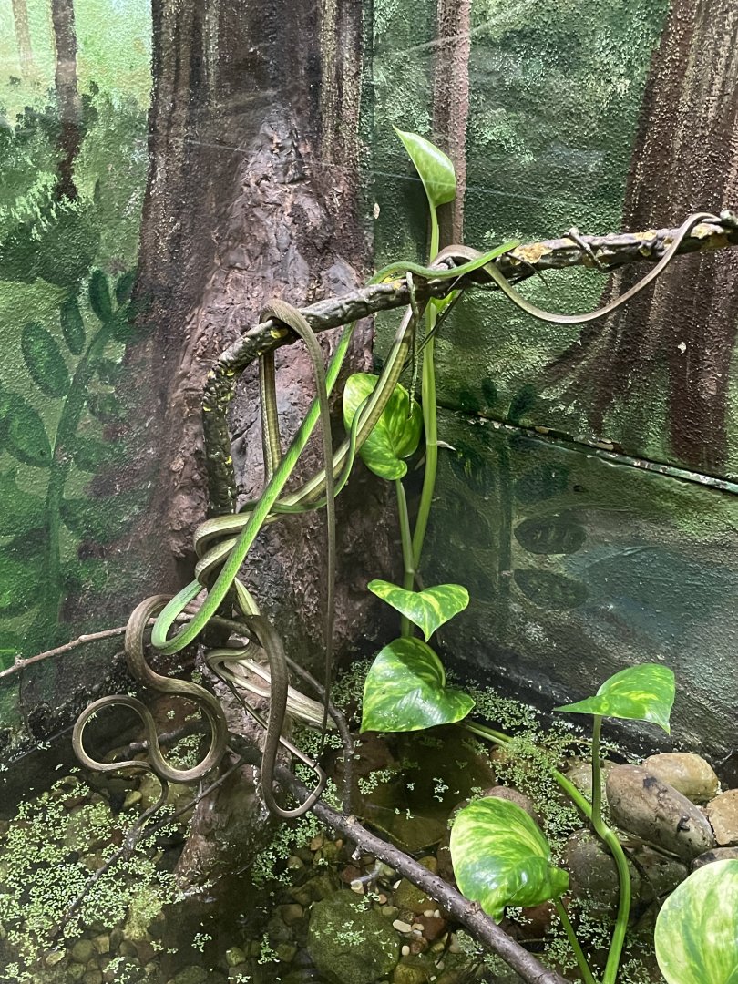 9/13/2024 - River Vine Snake