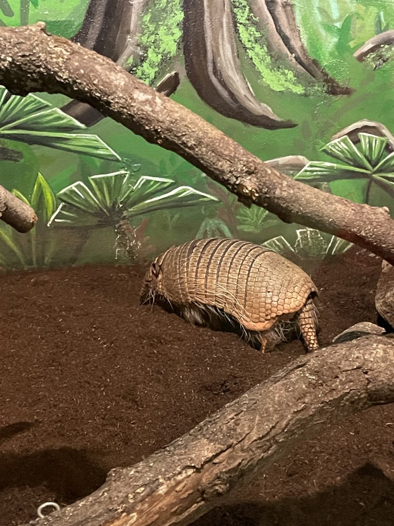 9/13/2024 - Six-Banded Armadillo