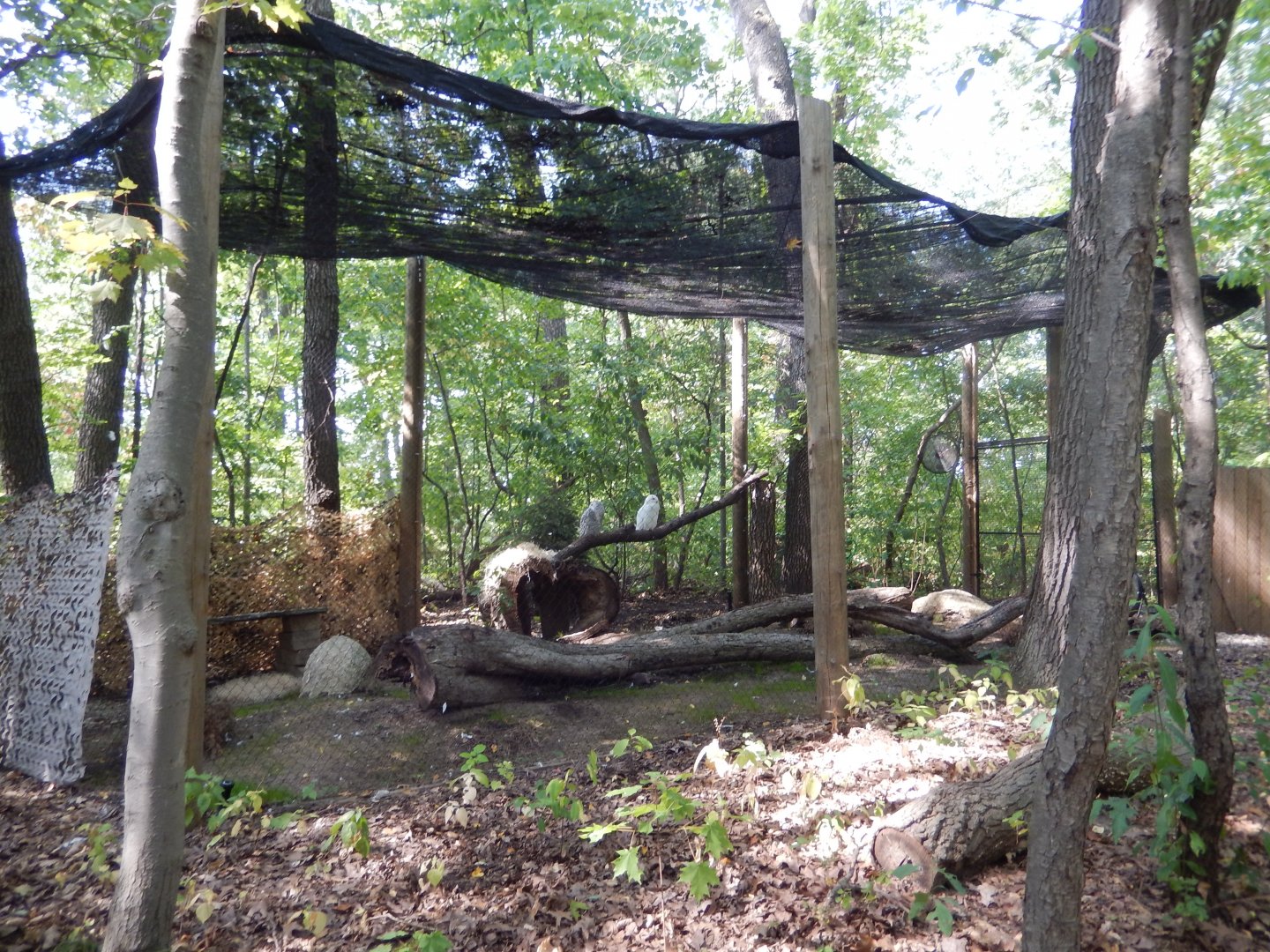 9/13/2024 - Snowy Owl Aviary