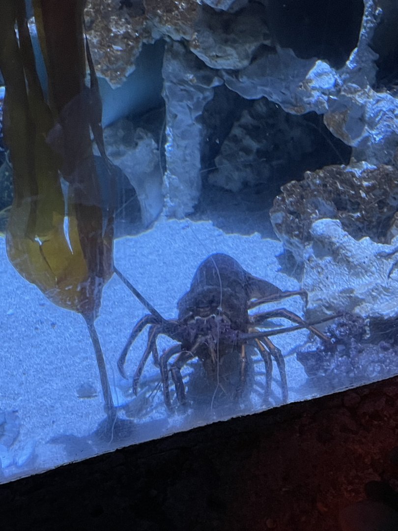 9/13/2024 - Spiny Lobster