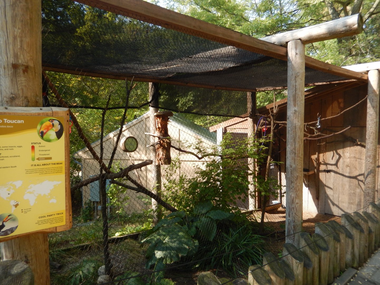 9/13/2024 - Toco Toucan Aviary