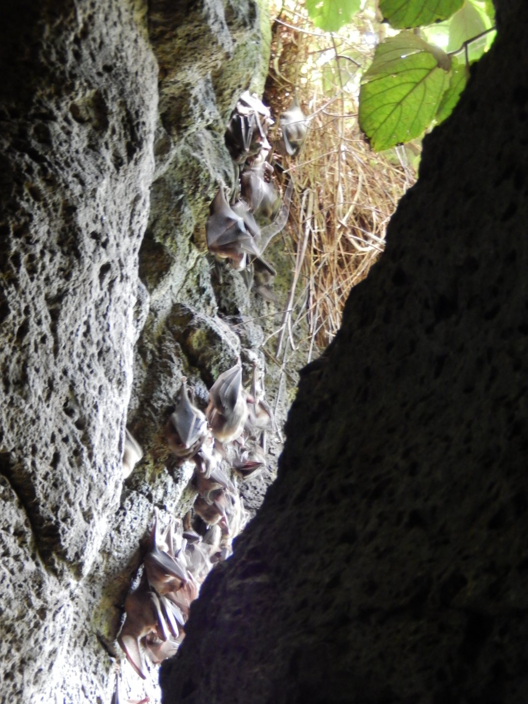 9/14/2020 - A Slice of Roost Life