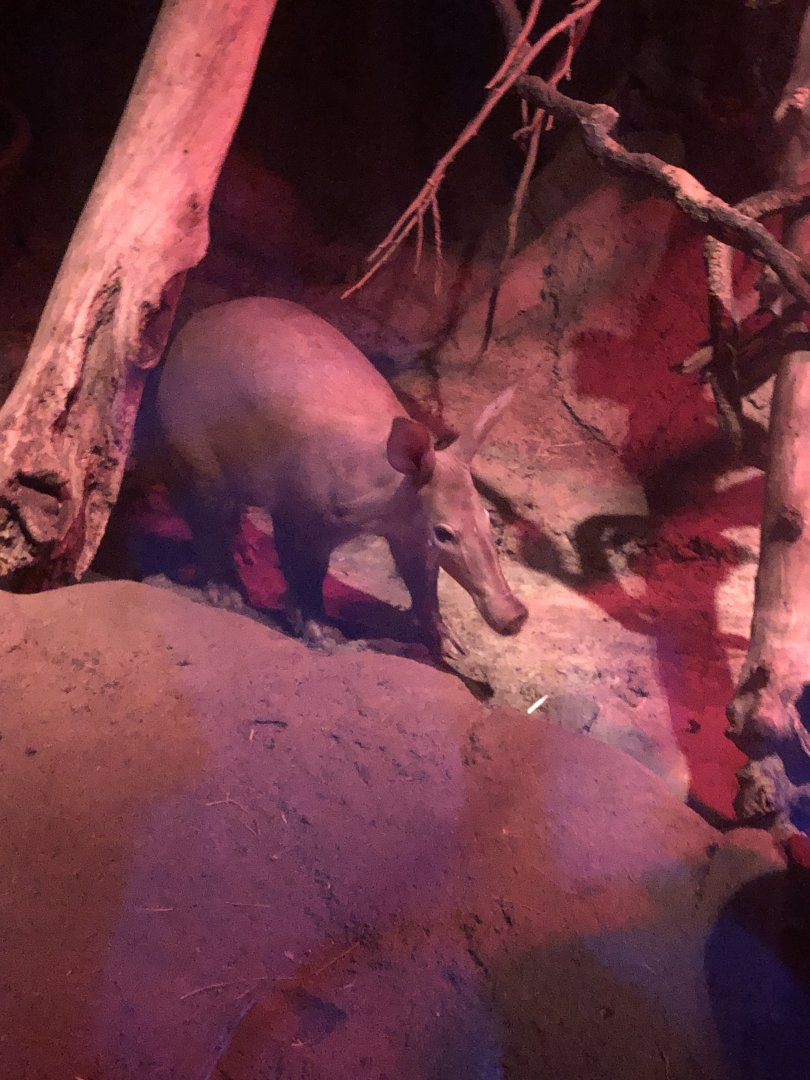 9/14/2020 - Aardvark