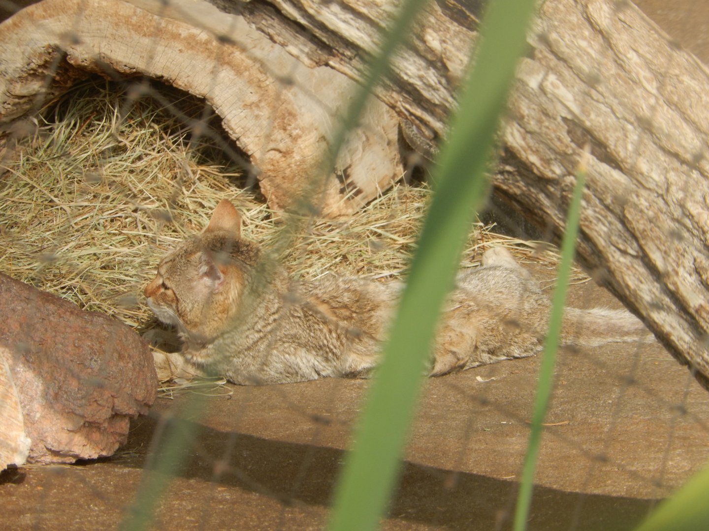 9/14/2020 - African Wild Cat