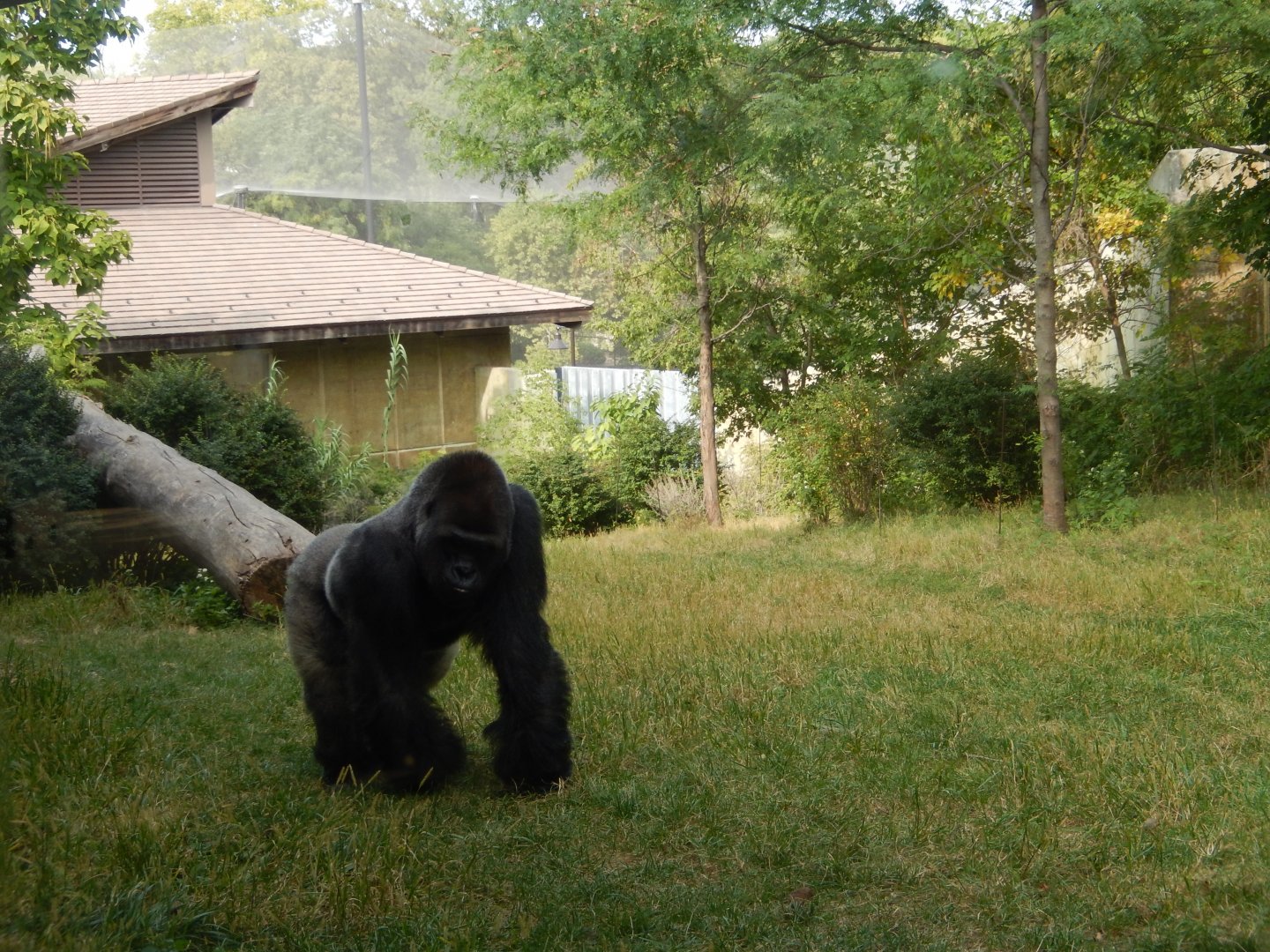 9/14/2020 - Bachelor Gorilla Habitat