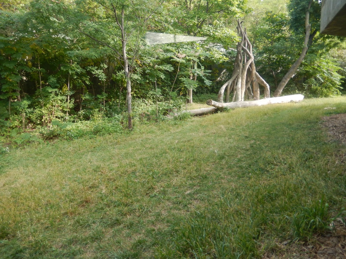 9/14/2020 - Bachelor Gorilla Habitat