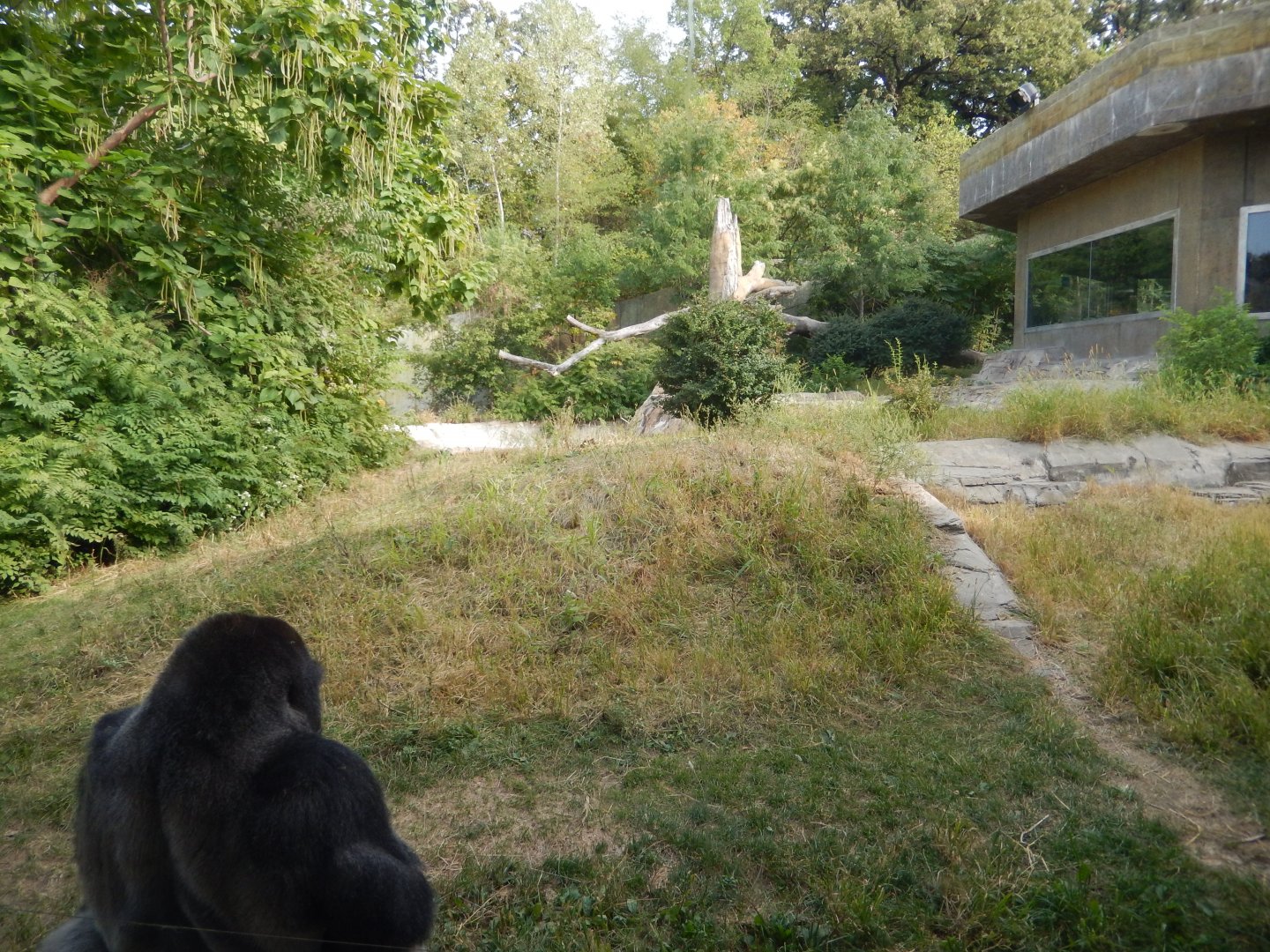 9/14/2020 - Bachelor Gorilla Habitat