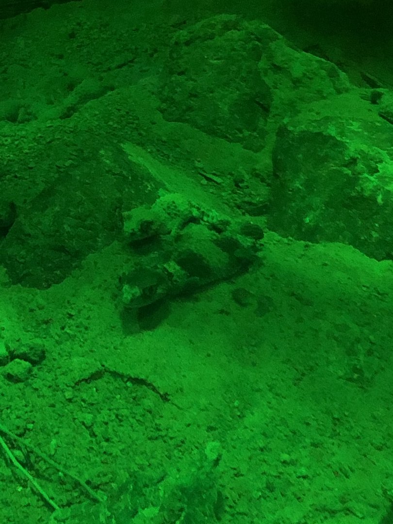 9/14/2020 - Banded Knob-tailed Geckos