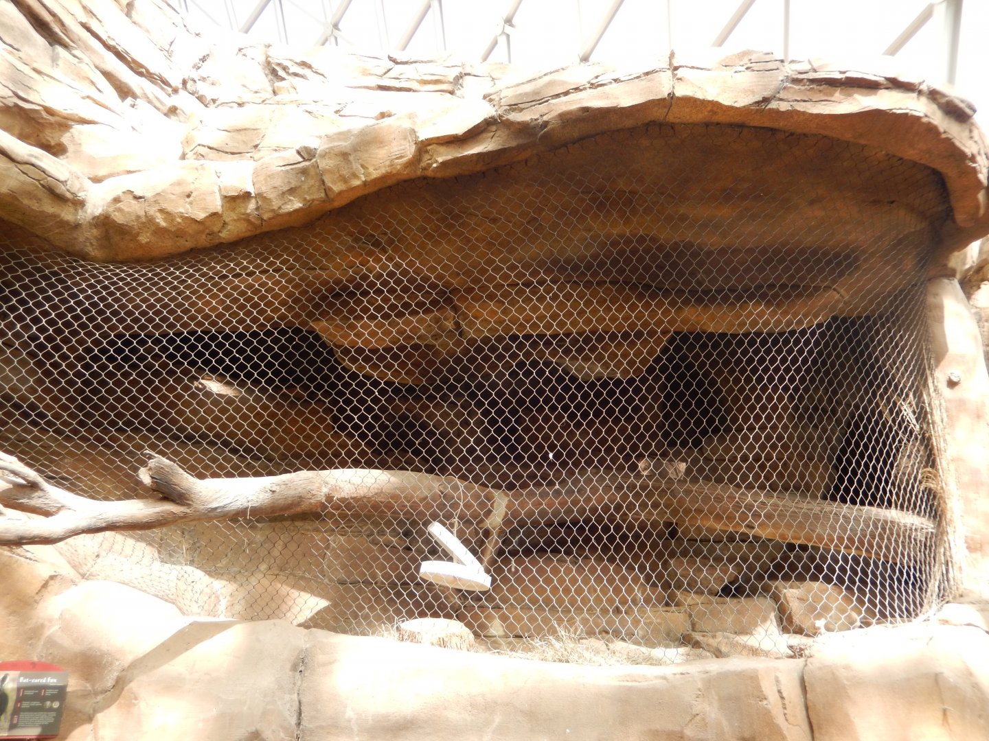 9/14/2020 - Bat-Eared Fox Exhibit