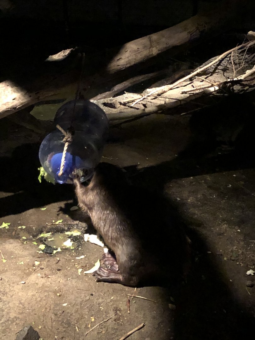 9/14/2020 - Beaver Enrichment