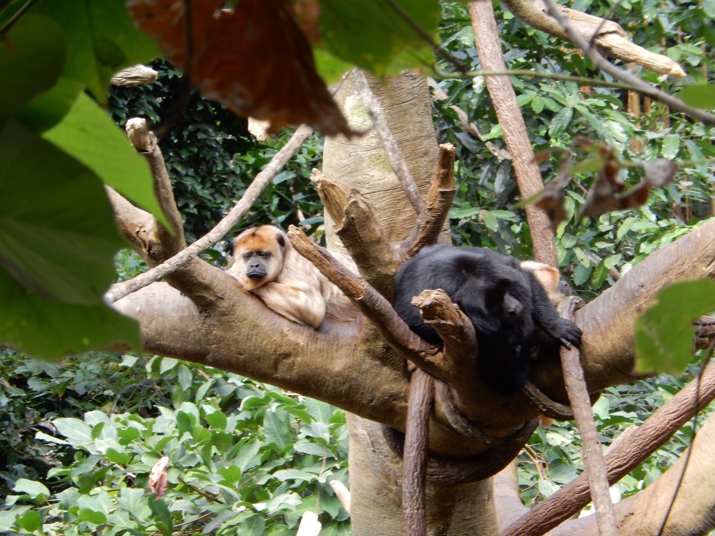 9/14/2020 - Black Howler Monkey Family