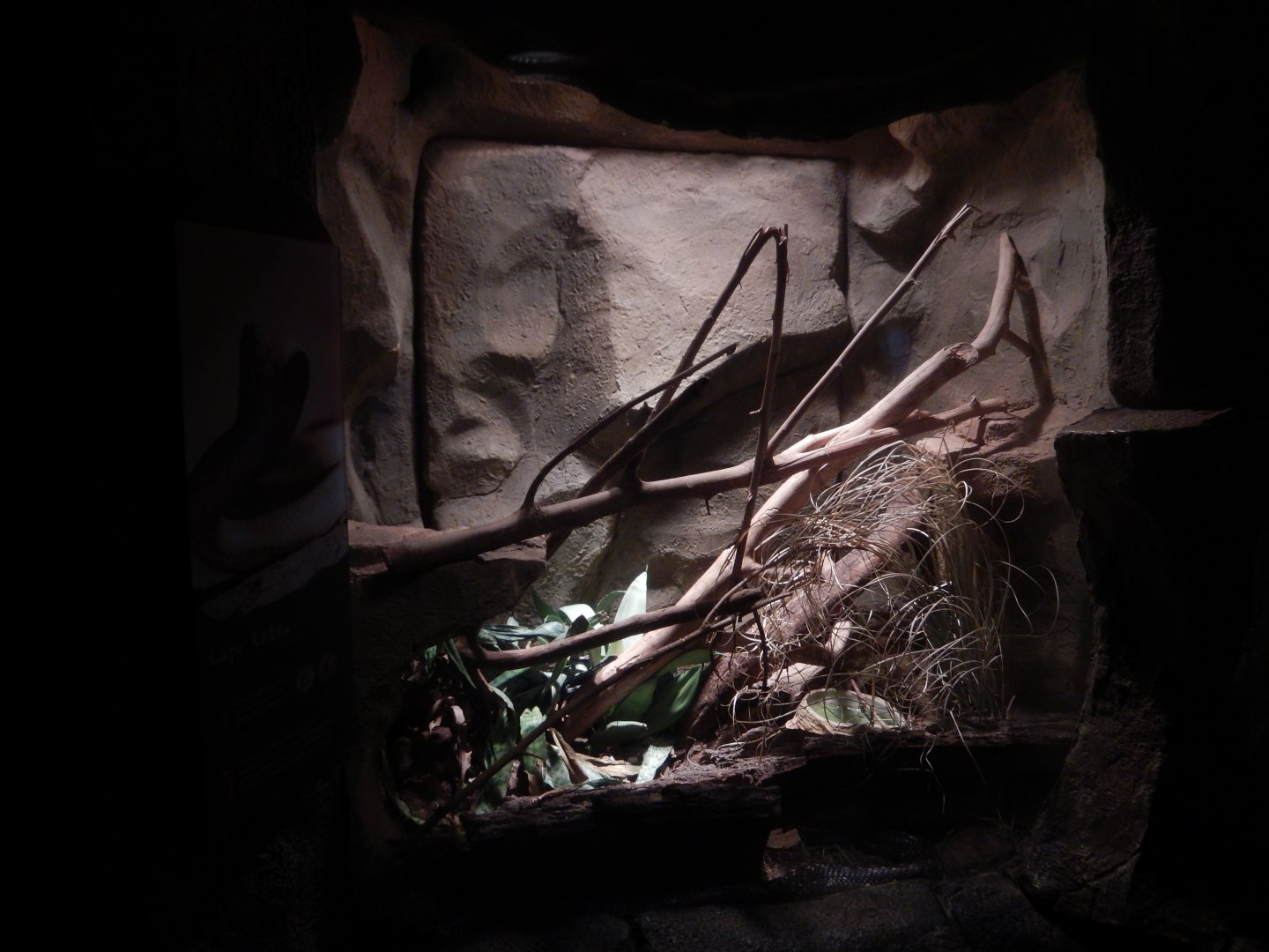 9/14/2020 - Black Mamba Terrarium