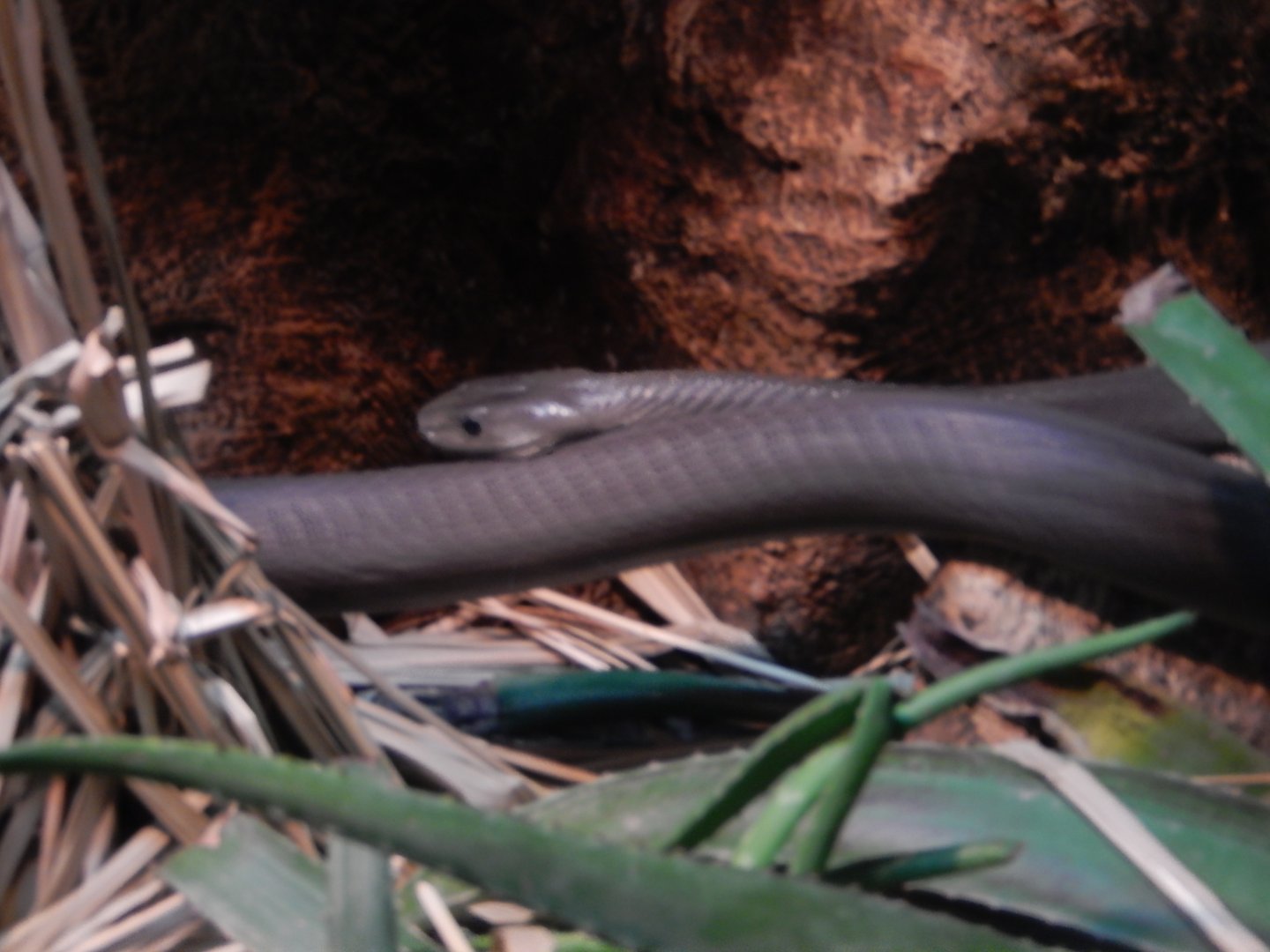9/14/2020 - Black Mamba