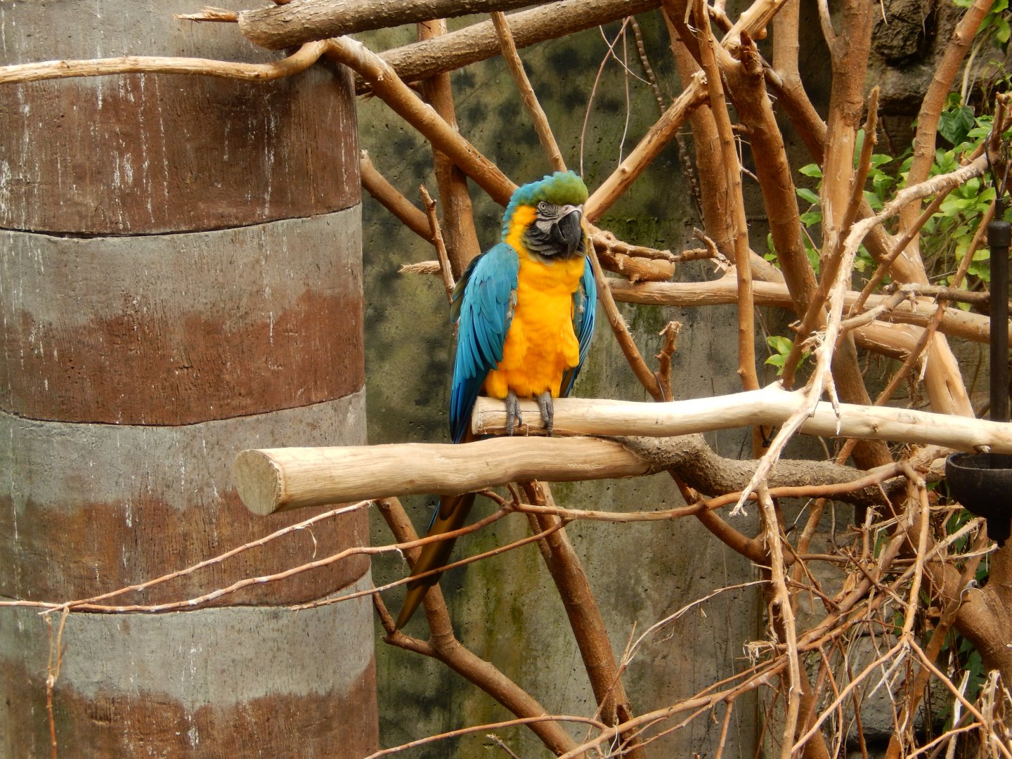 9/14/2020 - Blue-and-Yellow Macaw