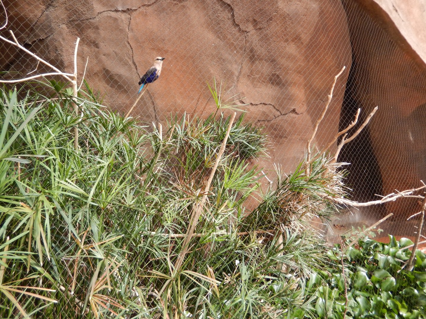 9/14/2020 - Blue-Bellied Roller & Blacksmith Plover Aviary