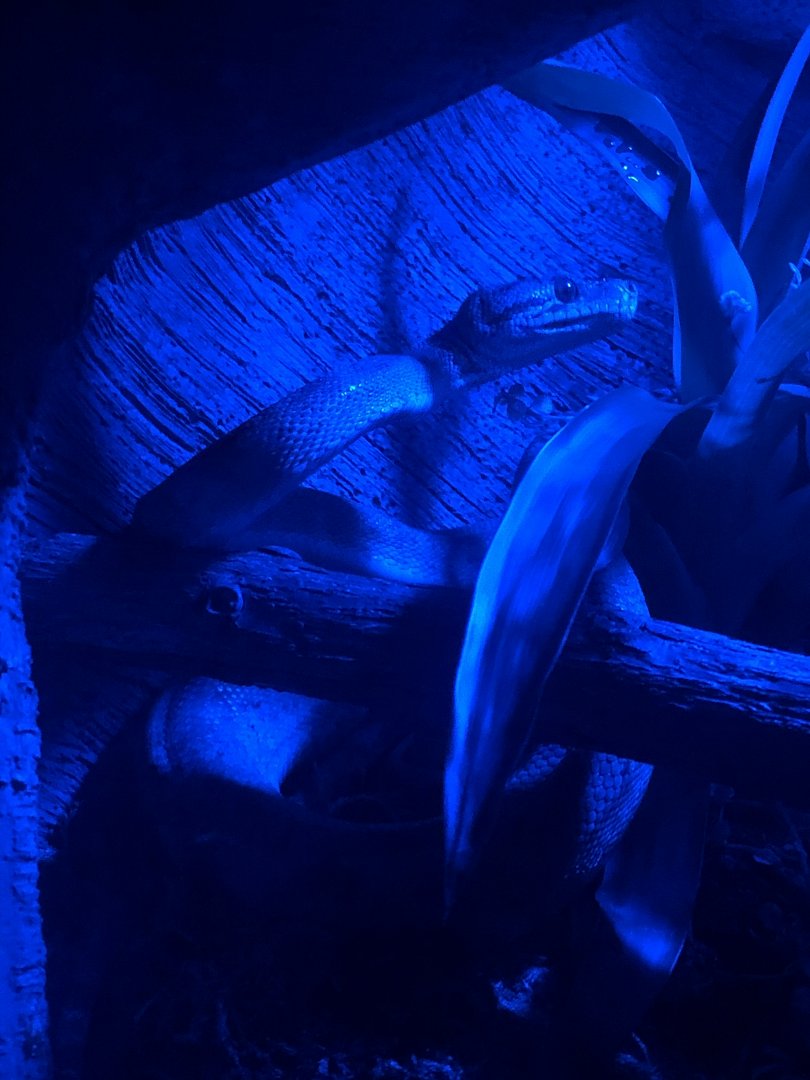 9/14/2020 - Boa Species(?)