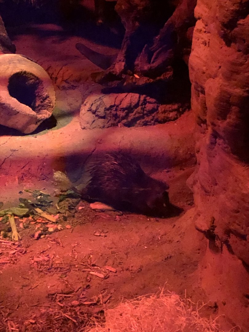 9/14/2020 - Brushtail Porcupine