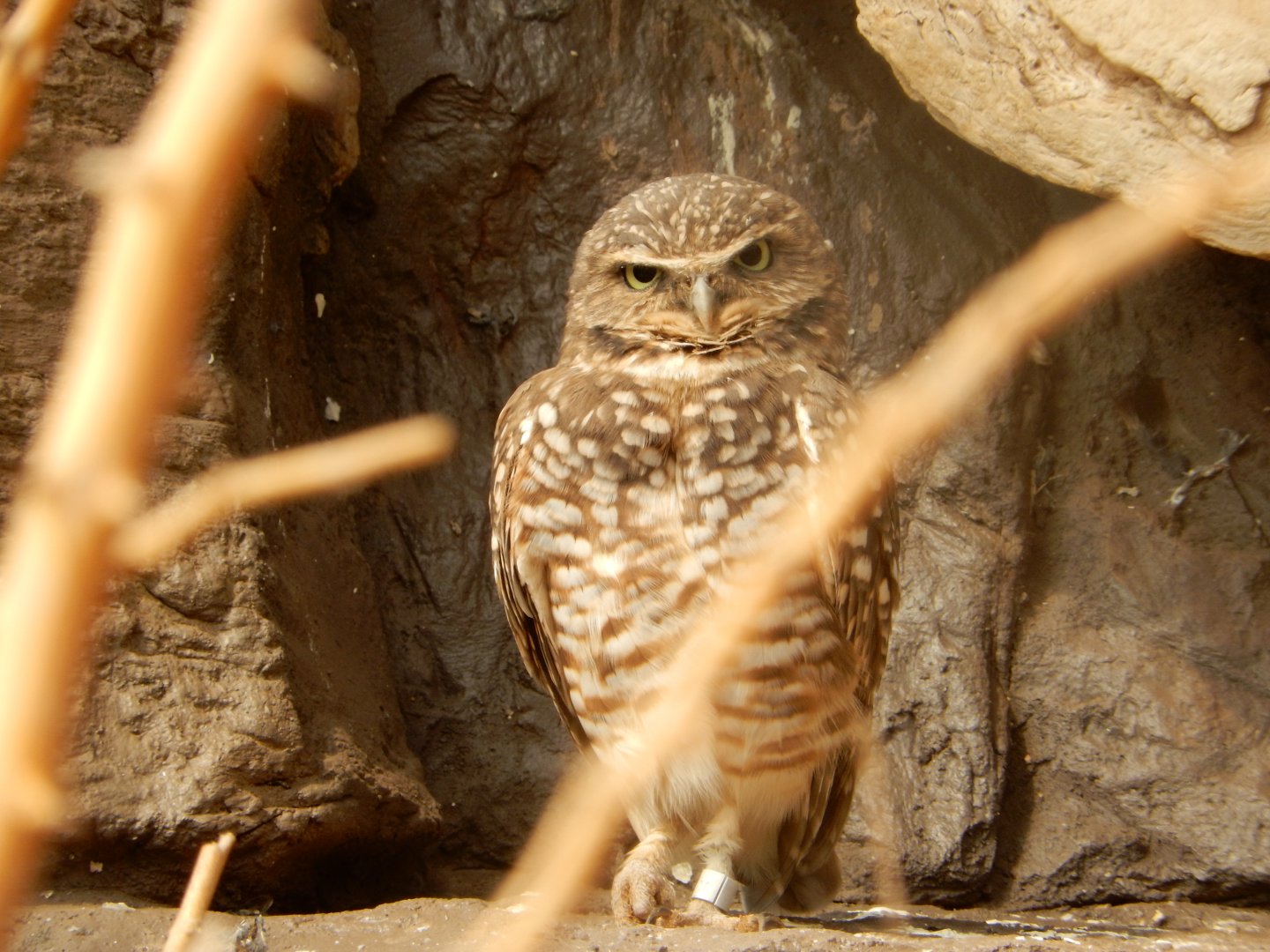 9/14/2020 - Burrowing Owl