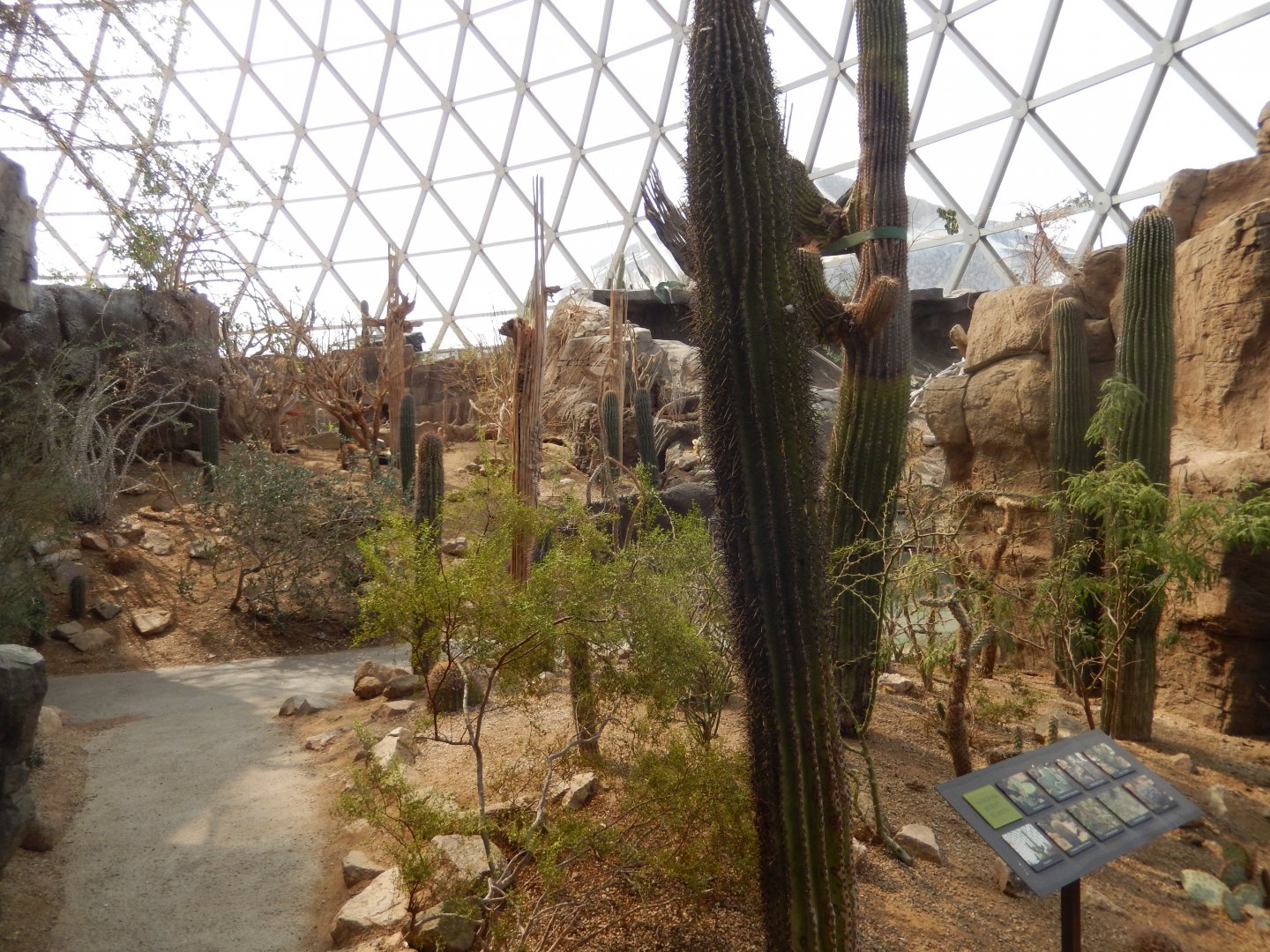 9/14/2020 - Cacti of the Sonoran