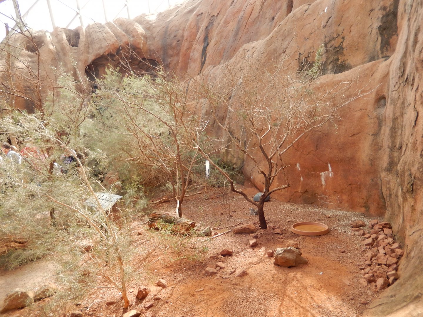 9/14/2020 - Cape Thick-Knee Aviary