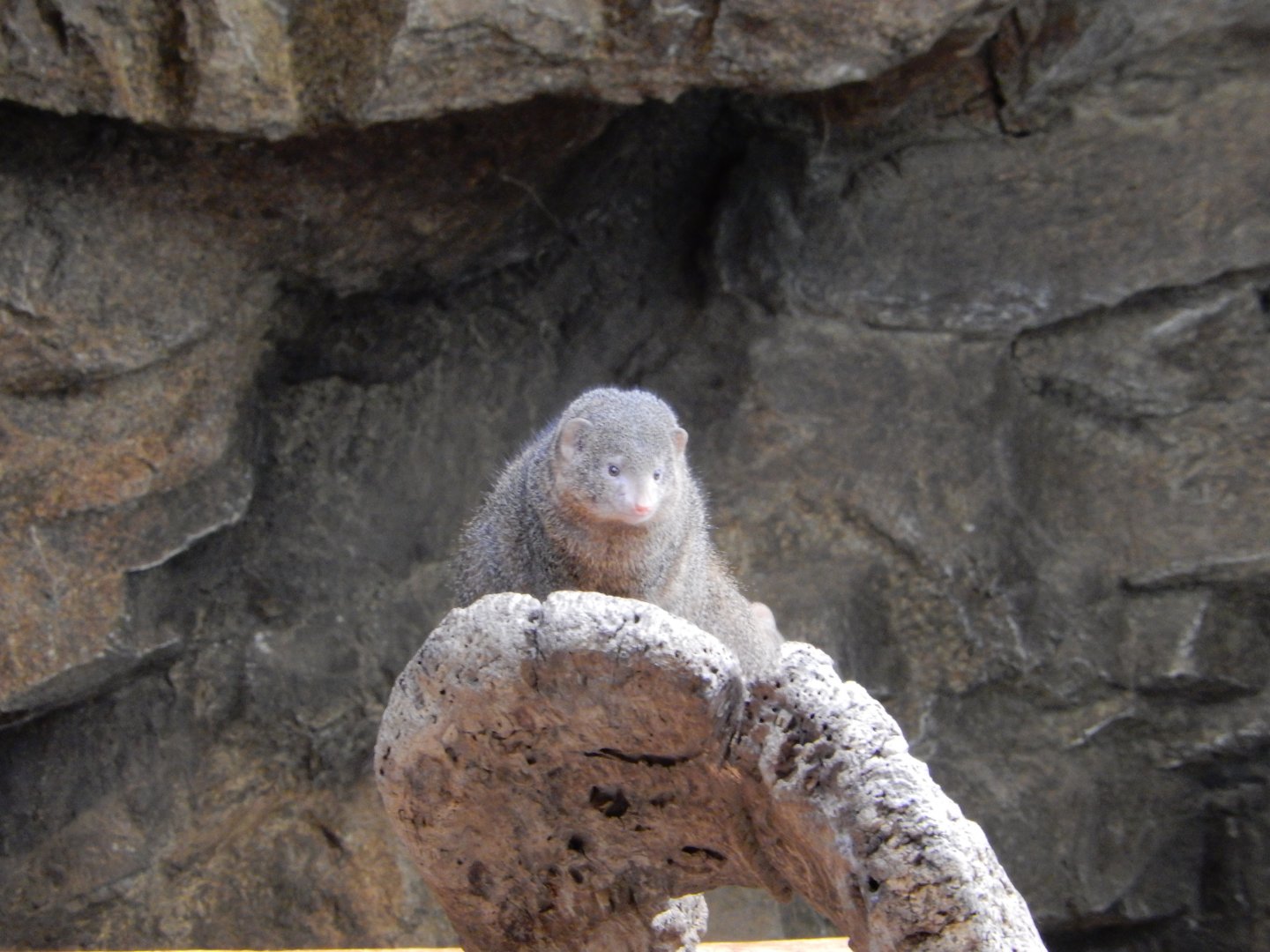 9/14/2020 - Dwarf Mongoose