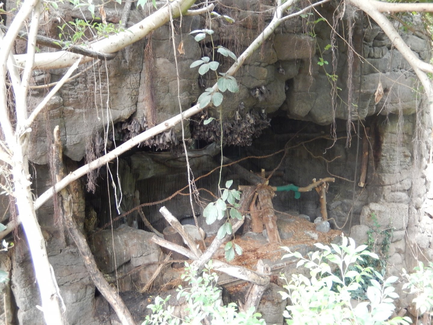 9/14/2020 - Eurasian Eagle Owl Exhibit & Fruit Bat Neighbors