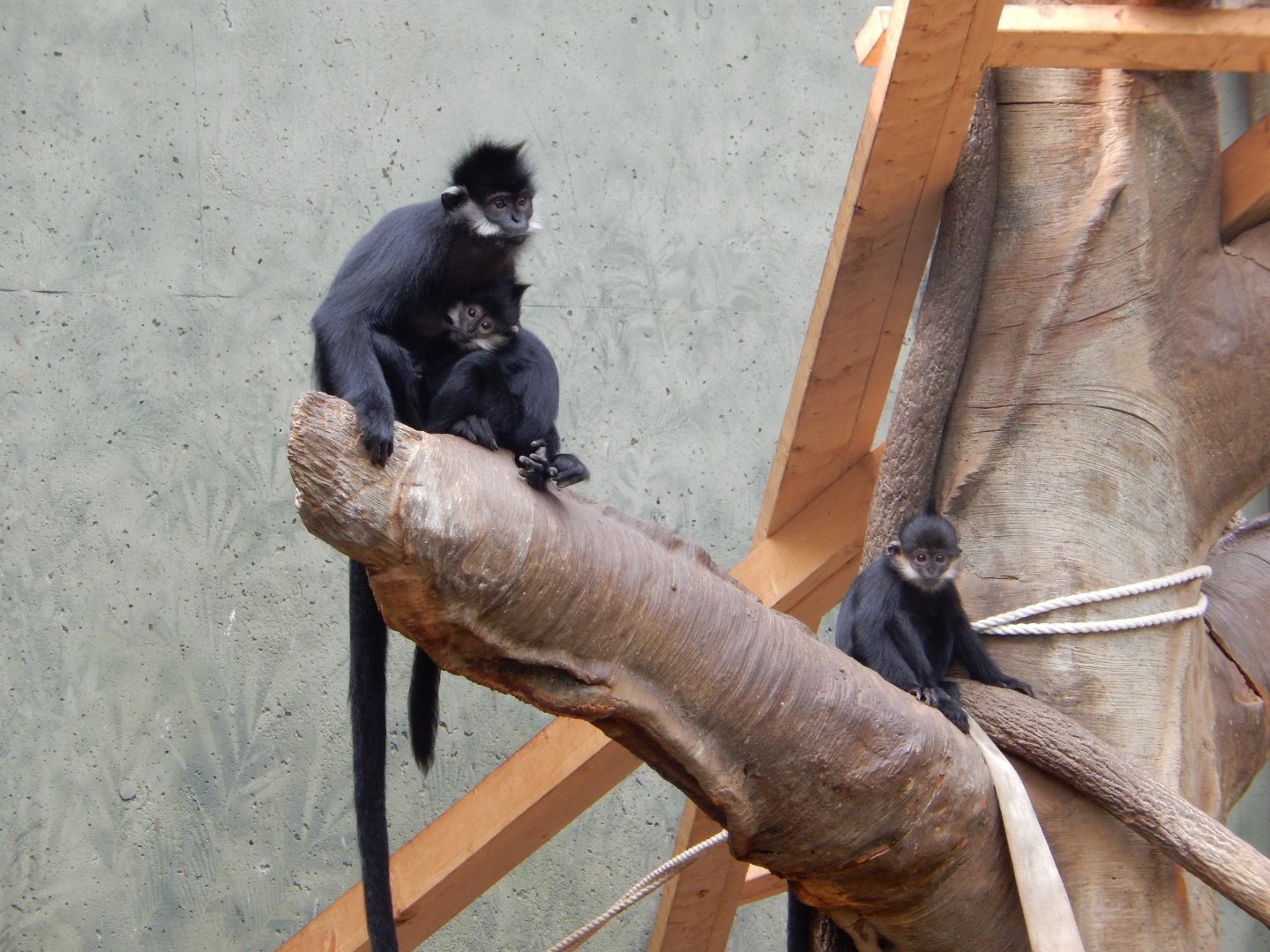 9/14/2020 - Francois' Langurs