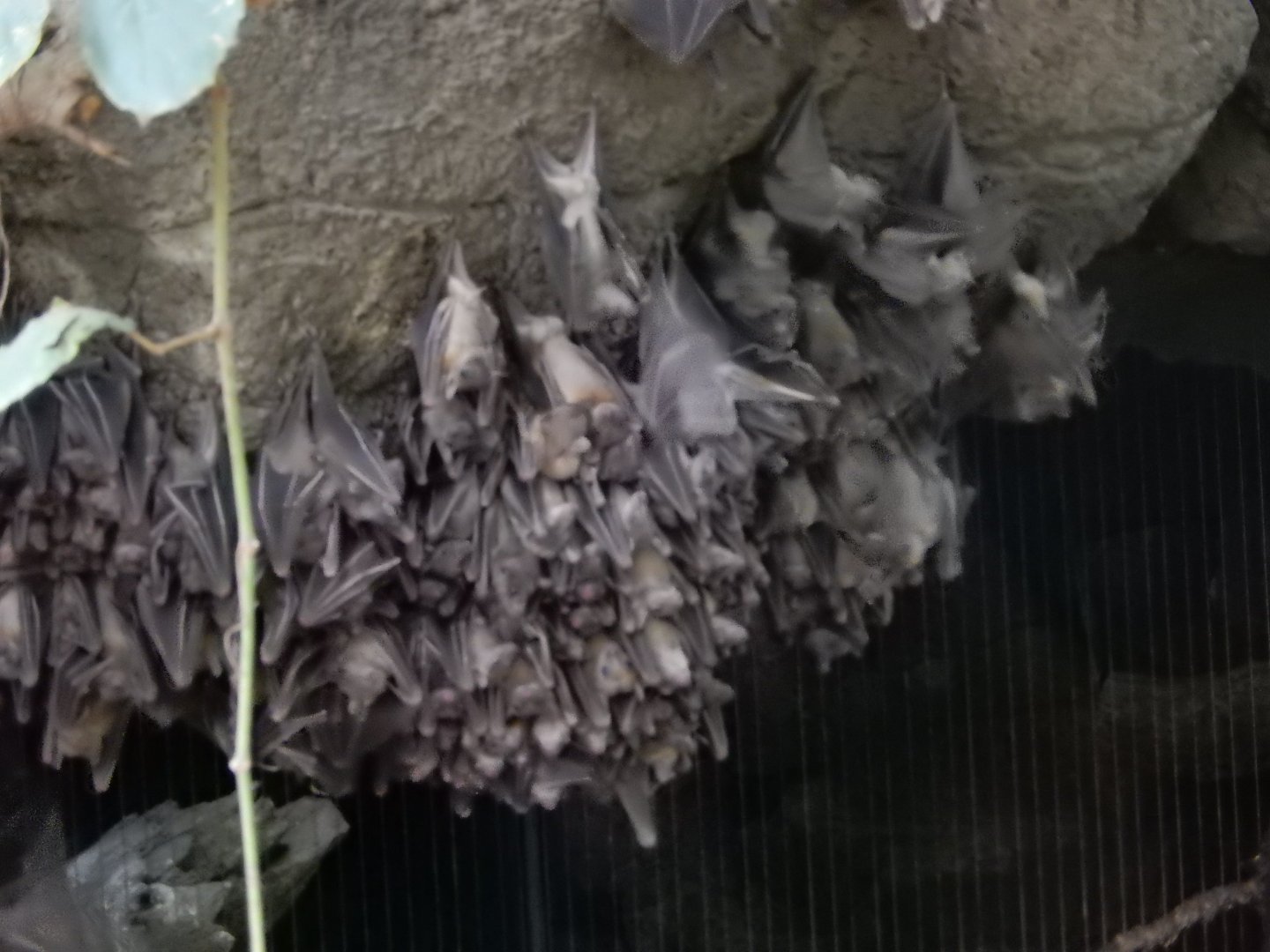 9/14/2020 - Fruit Bats Galore!