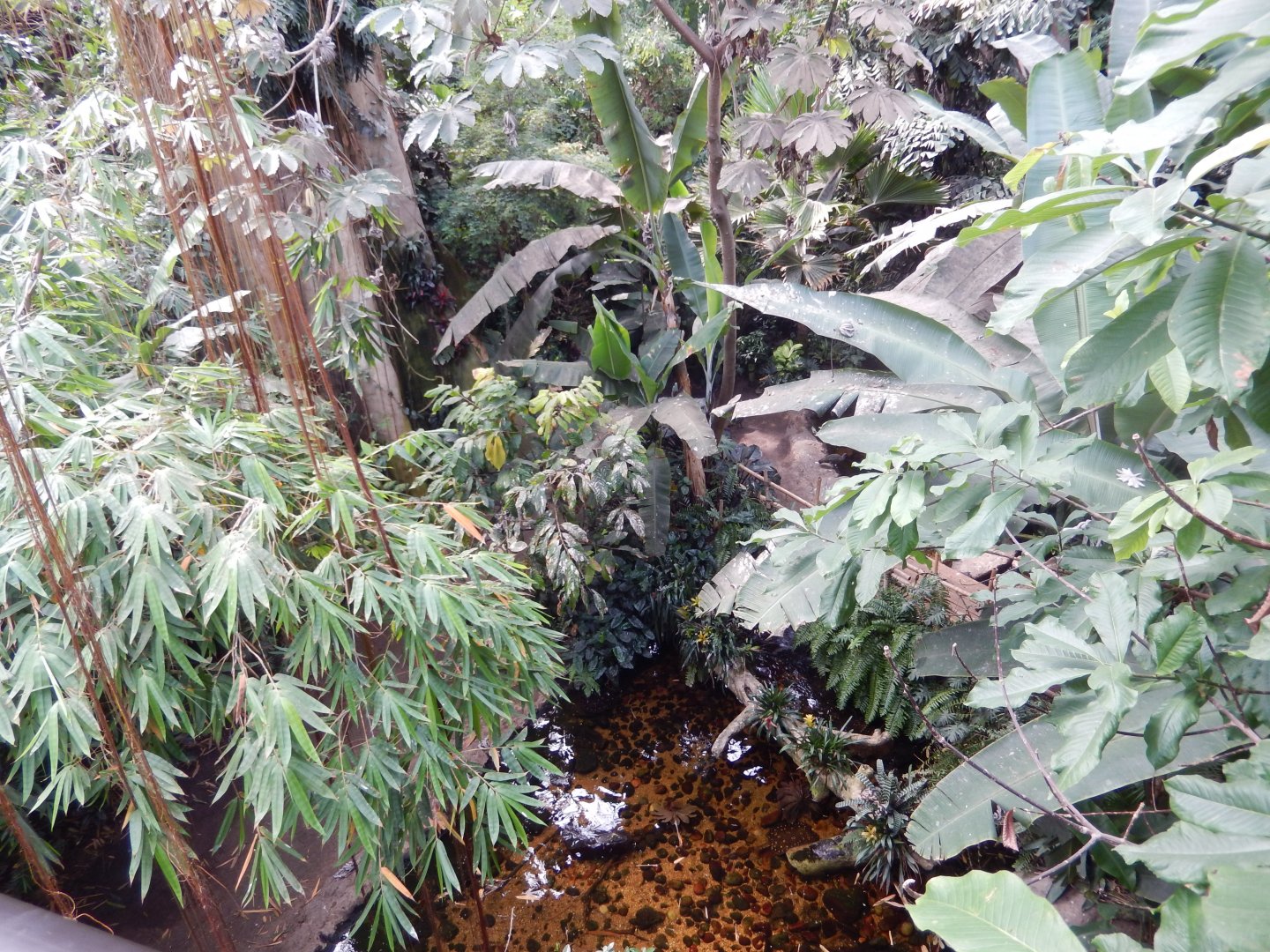 9/14/2020 - General View of Lied Jungle