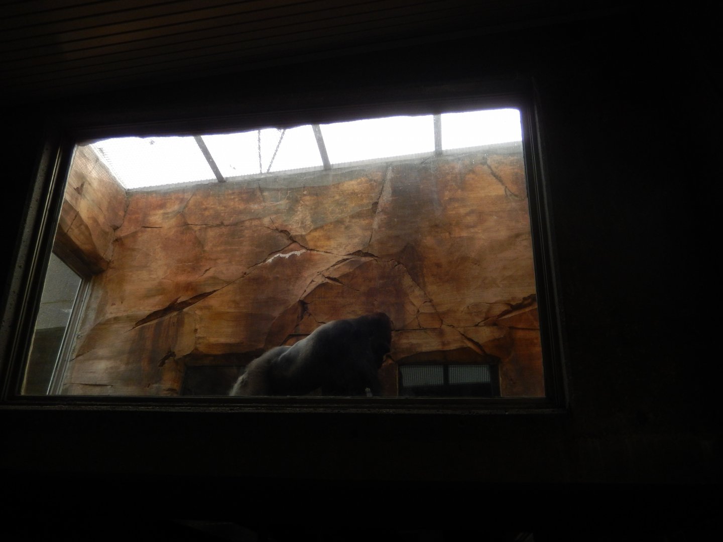 9/14/2020 - Gorilla Up Above!