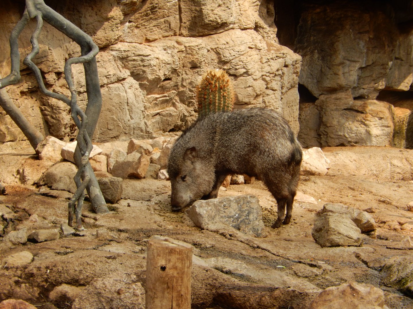 9/14/2020 - Grazing Javelina