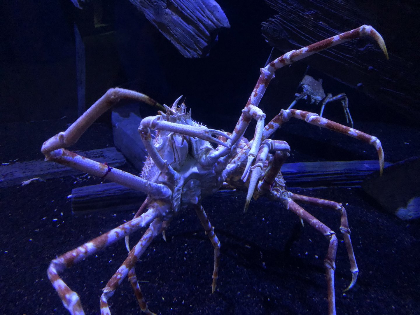 9/14/2020 - Japanese Spider Crab