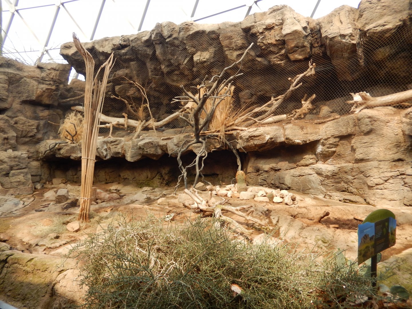 9/14/2020 - Javelina (Front) and Ocelot (Back Cliff) Exhibits