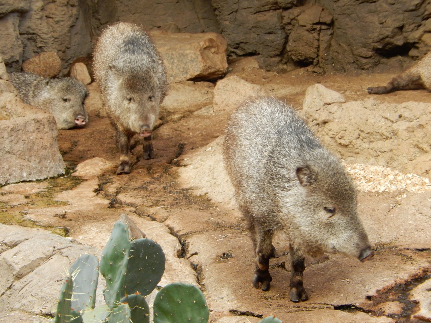 9/14/2020 - Javelinas
