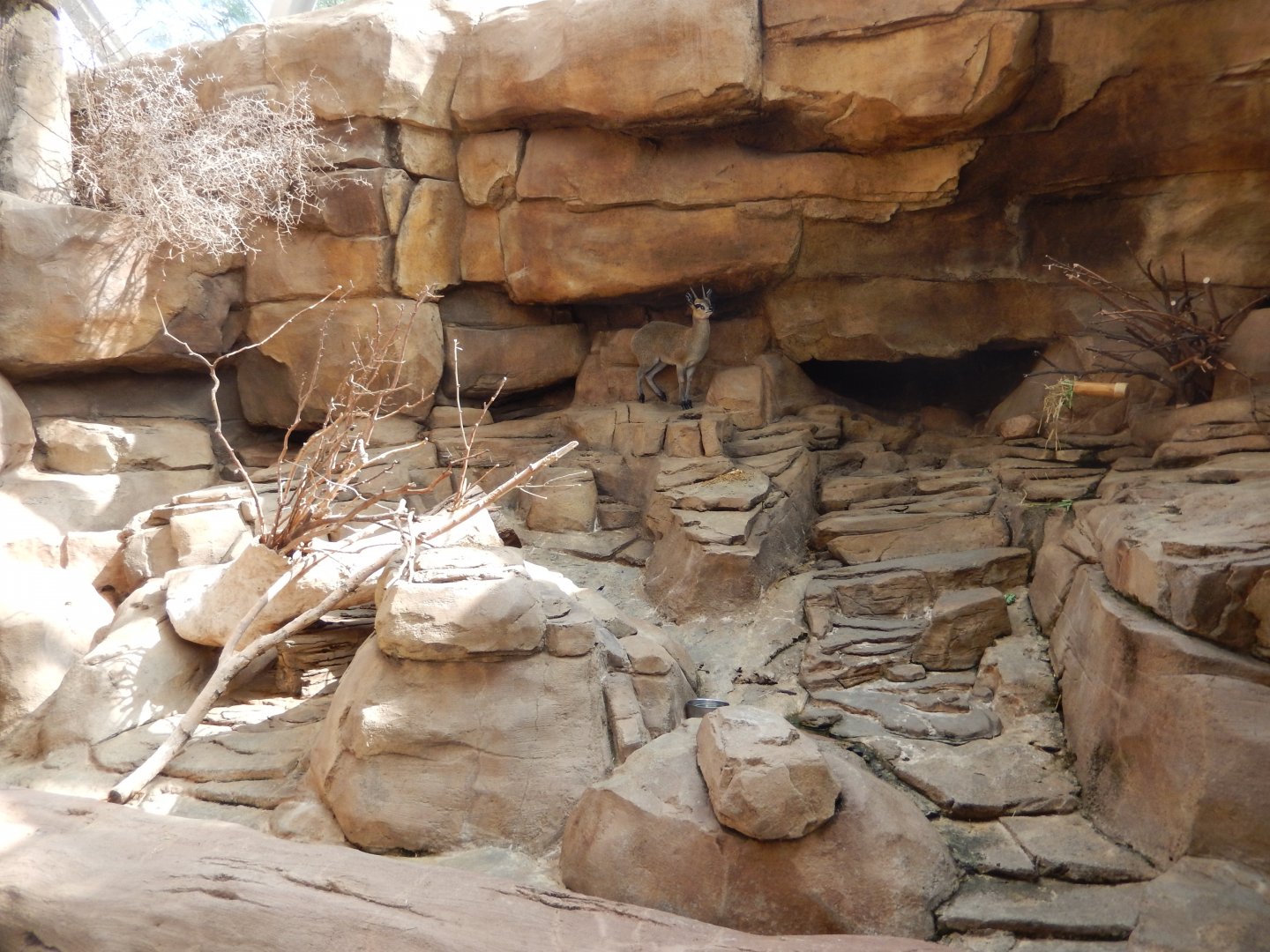 9/14/2020 - Klipspringer Exhibit