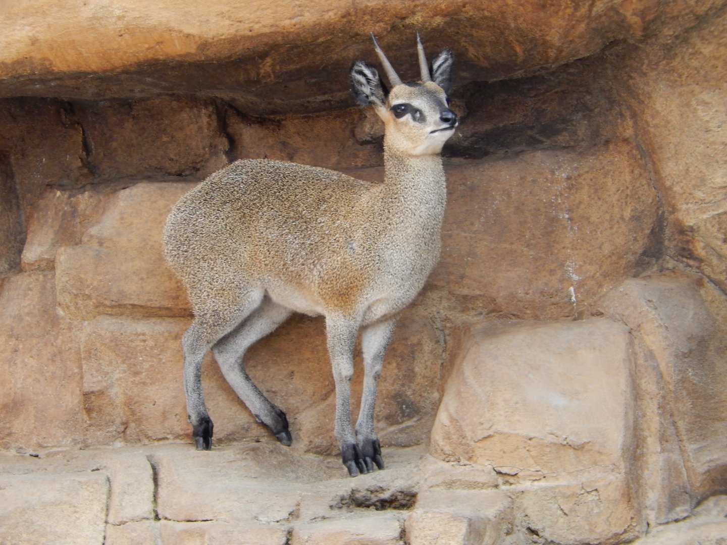 9/14/2020 - Klipspringer