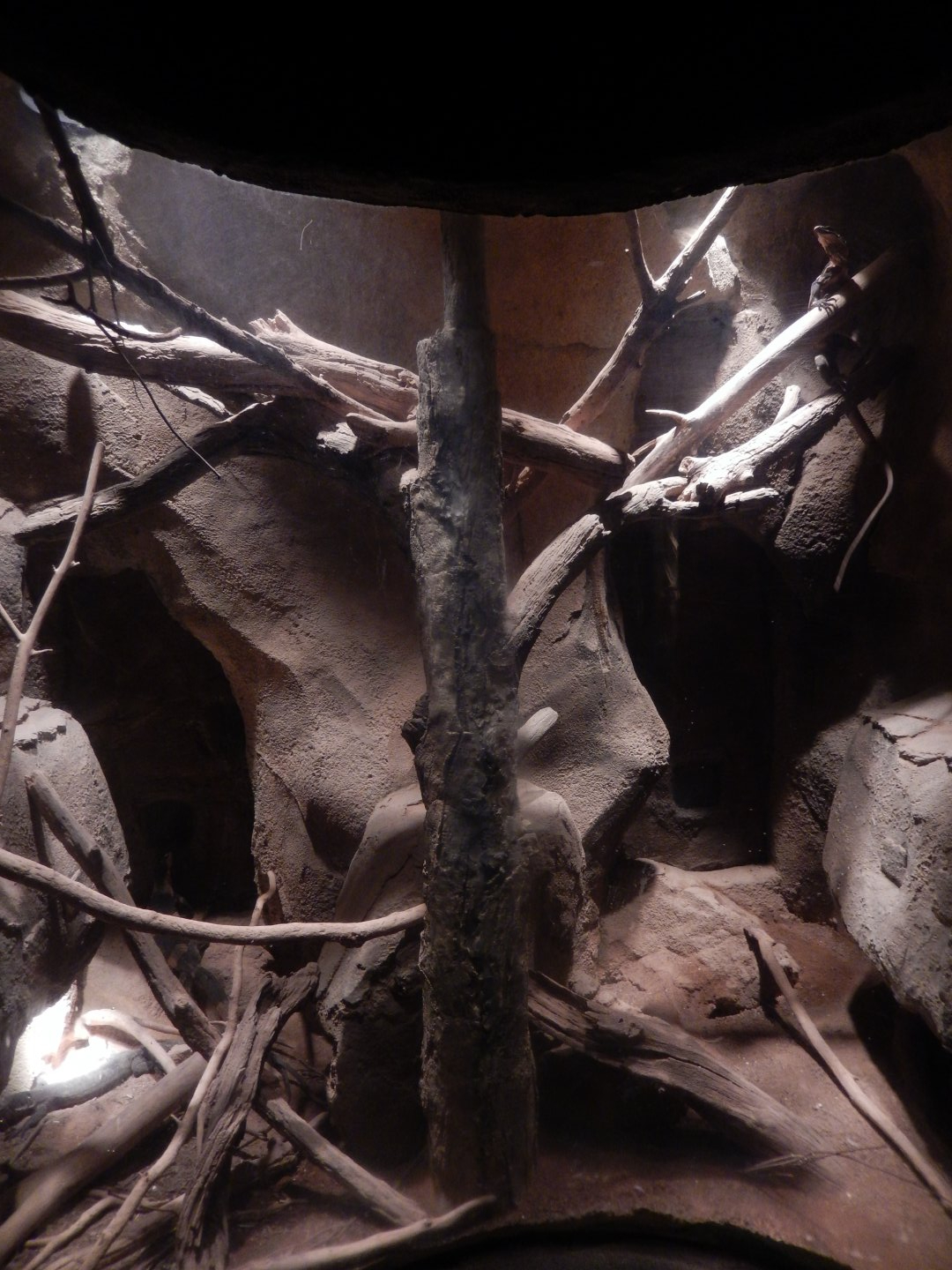 9/14/2020 - Lace Monitor Terrarium