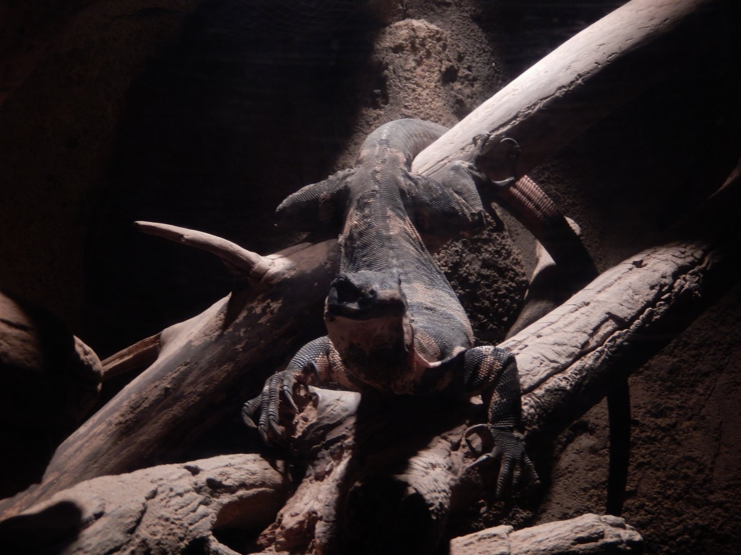 9/14/2020 - Lace Monitor