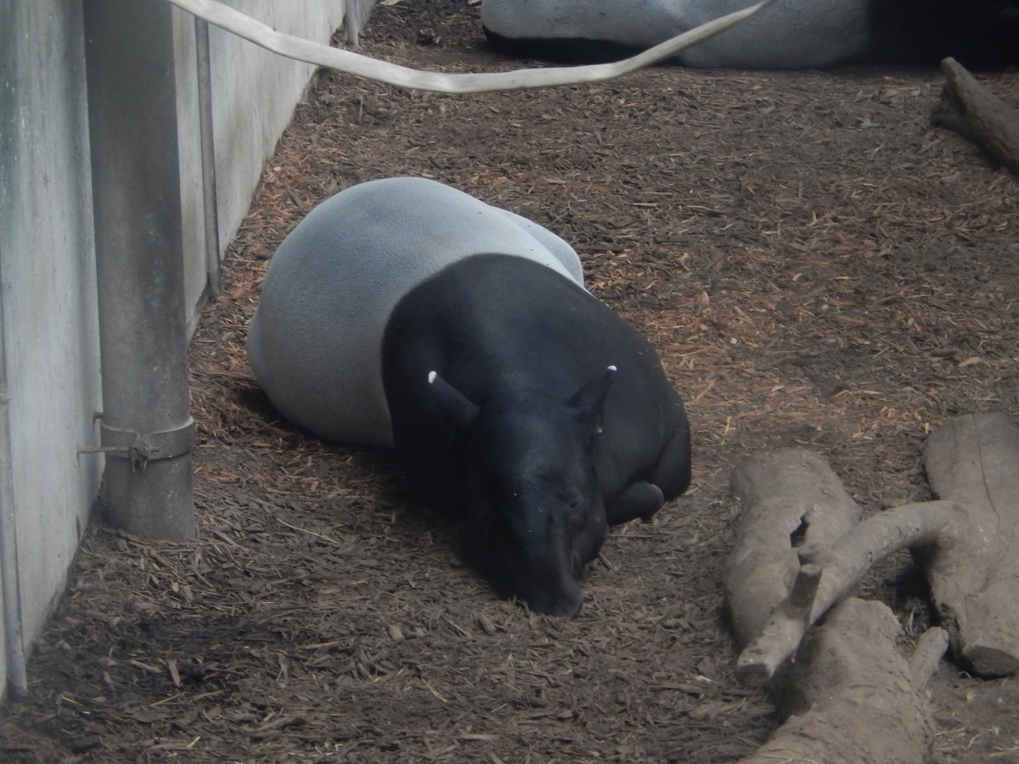 9/14/2020 - Malayan Tapir