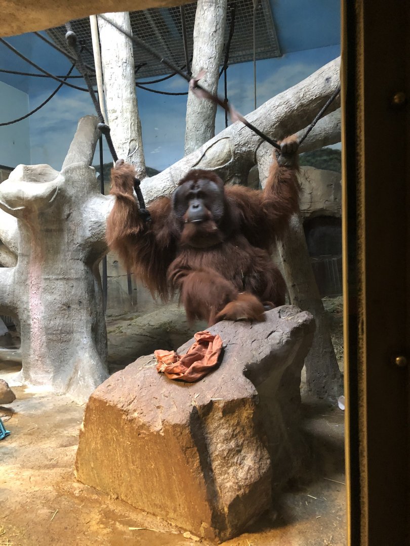 9/14/2020 - Male Orangutan