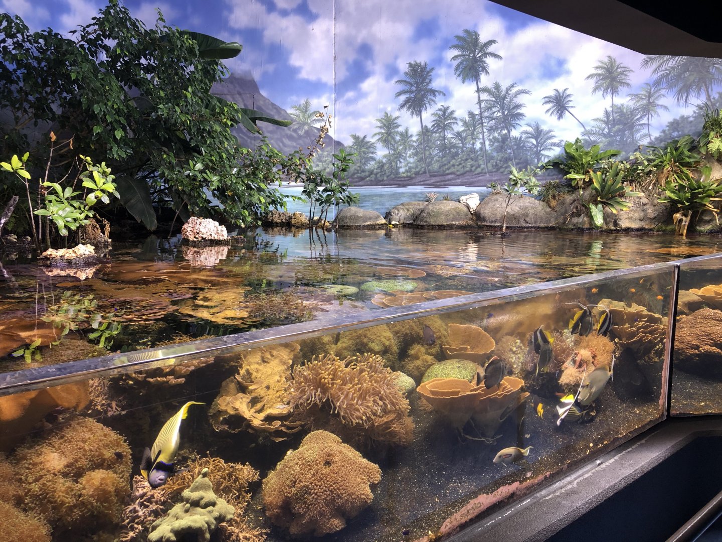 9/14/2020 - Mangrove Pool