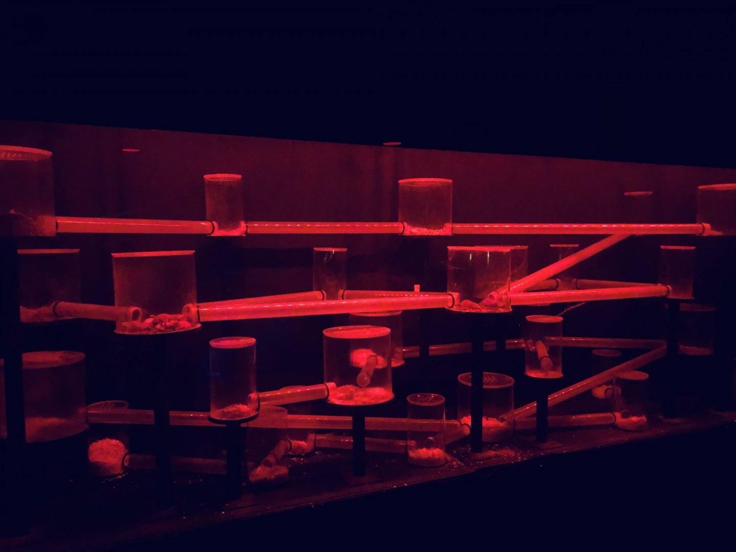 9/14/2020 - Naked Mole Rat Tunnels