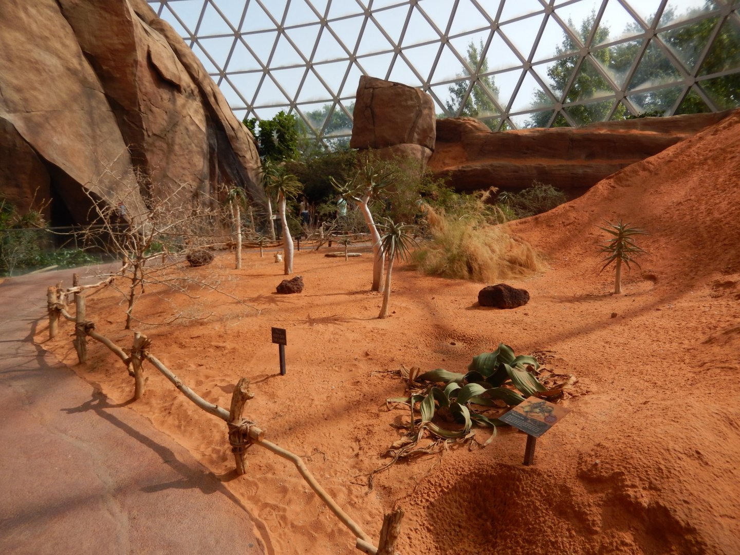 9/14/2020 - Namib's Plant Life