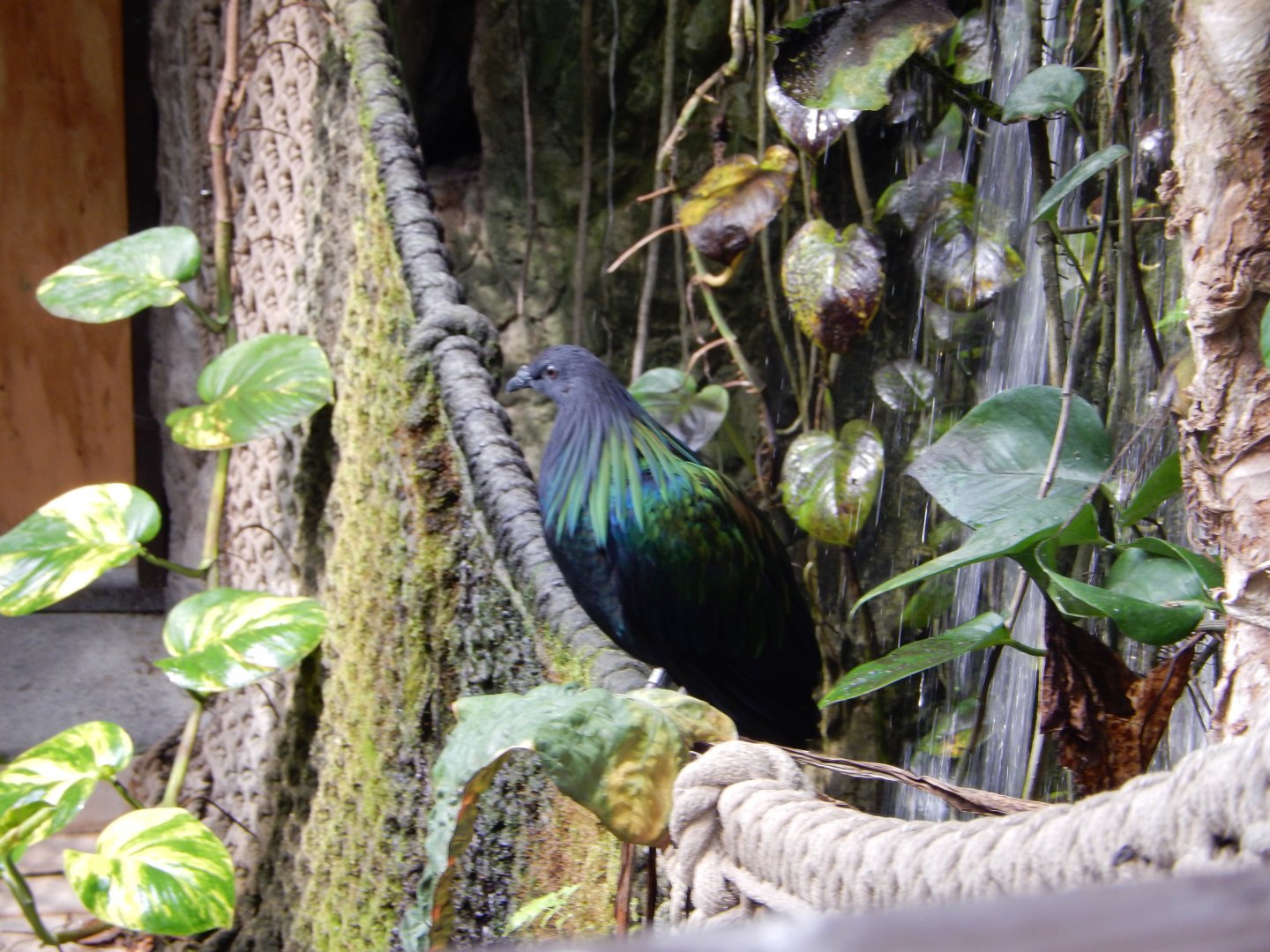 9/14/2020 - Nicobar Pigeon